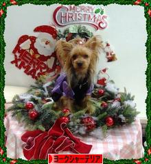 にほんブログ村 犬ブログ ヨークシャーテリアへ