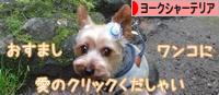 にほんブログ村 犬ブログ ヨークシャーテリアへ