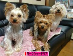 にほんブログ村 犬ブログ ヨークシャーテリアへ