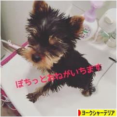 にほんブログ村 犬ブログ ヨークシャーテリアへ