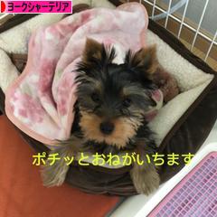 にほんブログ村 犬ブログ ヨークシャーテリアへ