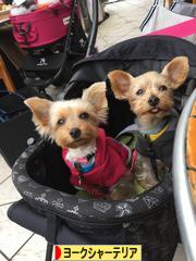 にほんブログ村 犬ブログ ヨークシャーテリアへ