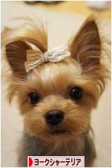 にほんブログ村 犬ブログ ヨークシャーテリアへ