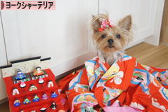 にほんブログ村 犬ブログ ヨークシャーテリアへ