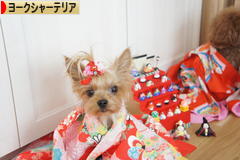 にほんブログ村 犬ブログ ヨークシャーテリアへ