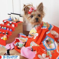 にほんブログ村 犬ブログ ヨークシャーテリアへ