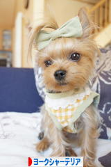 にほんブログ村 犬ブログ ヨークシャーテリアへ