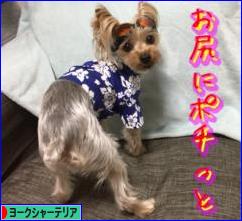 にほんブログ村 犬ブログ ヨークシャーテリアへ