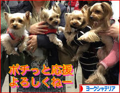 にほんブログ村 犬ブログ ヨークシャーテリアへ