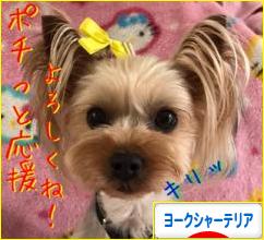 にほんブログ村 犬ブログ ヨークシャーテリアへ