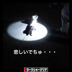 にほんブログ村 犬ブログ ヨークシャーテリアへ