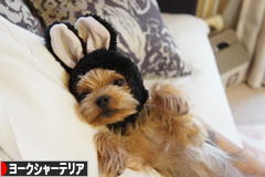 にほんブログ村 犬ブログ ヨークシャーテリアへ