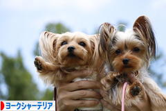 にほんブログ村 犬ブログ ヨークシャーテリアへ