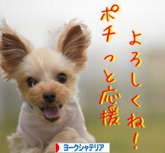 にほんブログ村 犬ブログ ヨークシャーテリアへ