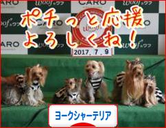 にほんブログ村 犬ブログ ヨークシャーテリアへ