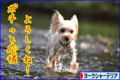 にほんブログ村 犬ブログ ヨークシャーテリアへ