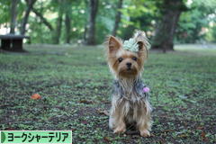 にほんブログ村 犬ブログ ヨークシャーテリアへ