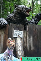 にほんブログ村 犬ブログ ヨークシャーテリアへ