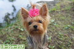 にほんブログ村 犬ブログ ヨークシャーテリアへ