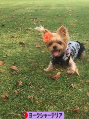 にほんブログ村 犬ブログ ヨークシャーテリアへ