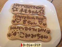 にほんブログ村 犬ブログ ヨークシャーテリアへ