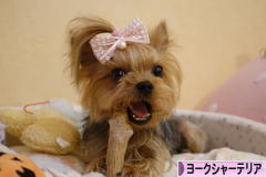 にほんブログ村 犬ブログ ヨークシャーテリアへ
