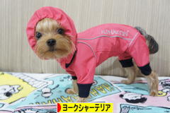 にほんブログ村 犬ブログ ヨークシャーテリアへ