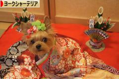 にほんブログ村 犬ブログ ヨークシャーテリアへ