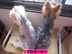 にほんブログ村 犬ブログ デカヨーキーへ