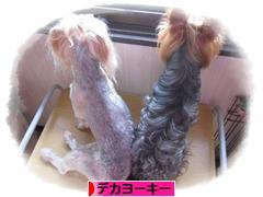 にほんブログ村 犬ブログ デカヨーキーへ