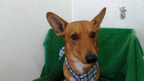 ミニピンとコーギーのミックス犬 はるちゃん シャンプーしました Dog Salon La Nicheのブログ