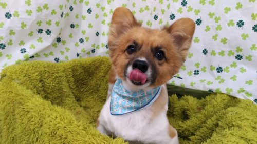 コーギーとパピヨンのミックス犬 ケビンちゃんカットしました Dog Salon La Nicheのブログ