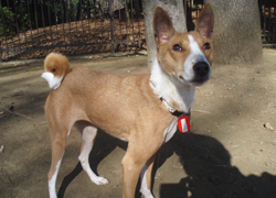 basenji-b.jpg