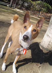 basenji-b0.jpg