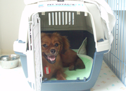 chibeta-b0.jpg