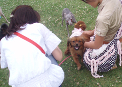 chibeta-b8.jpg