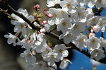 桜-2