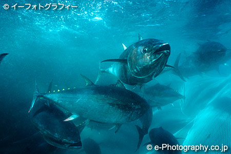 クリックすると新しいウィンドウで開きます