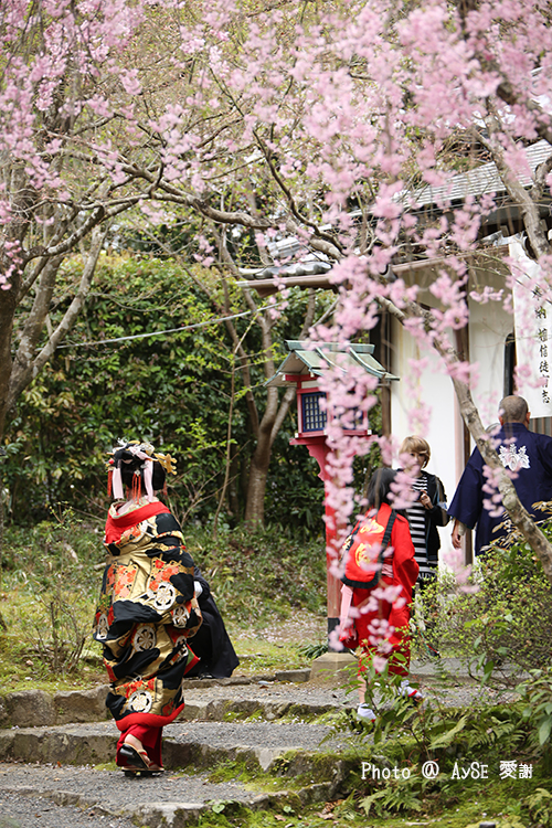 吉野太夫花供養