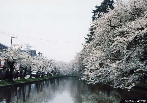 東堀周辺の桜