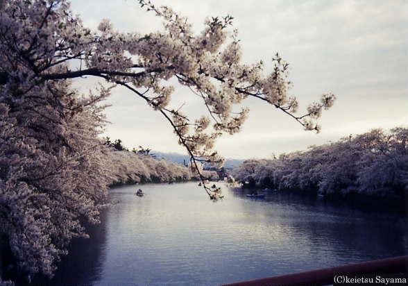 西堀の桜