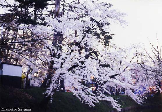 西堀周辺の桜