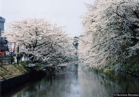 追手門周辺から見た桜