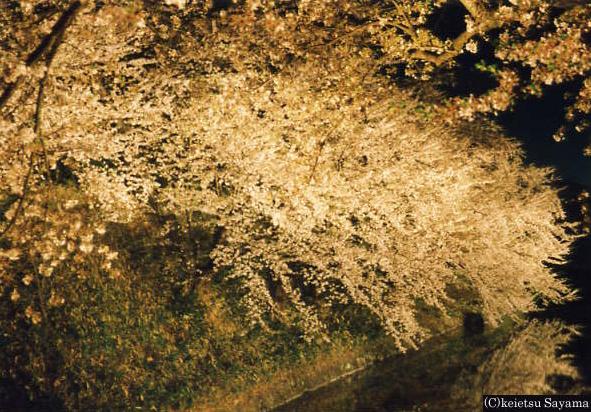 夜桜１
