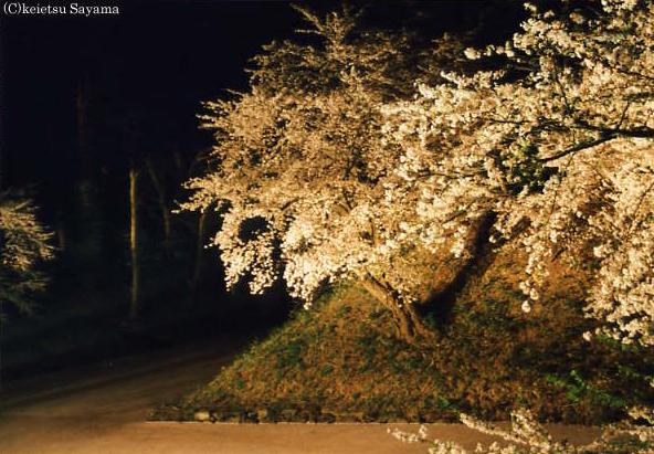 夜桜２