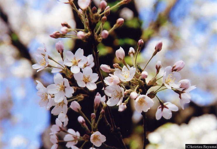 桜花の拡大