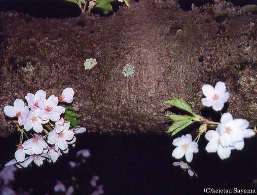 幹から咲く夜桜