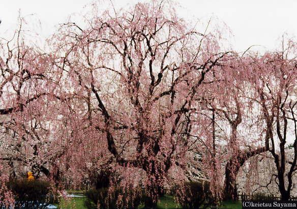本丸桜２