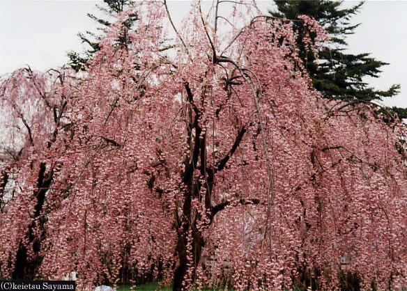 本丸桜３