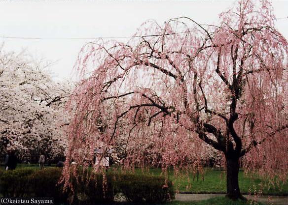 本丸桜４